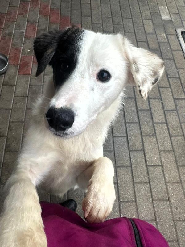 CLARA TENERA CAGNOLINA Foto 4